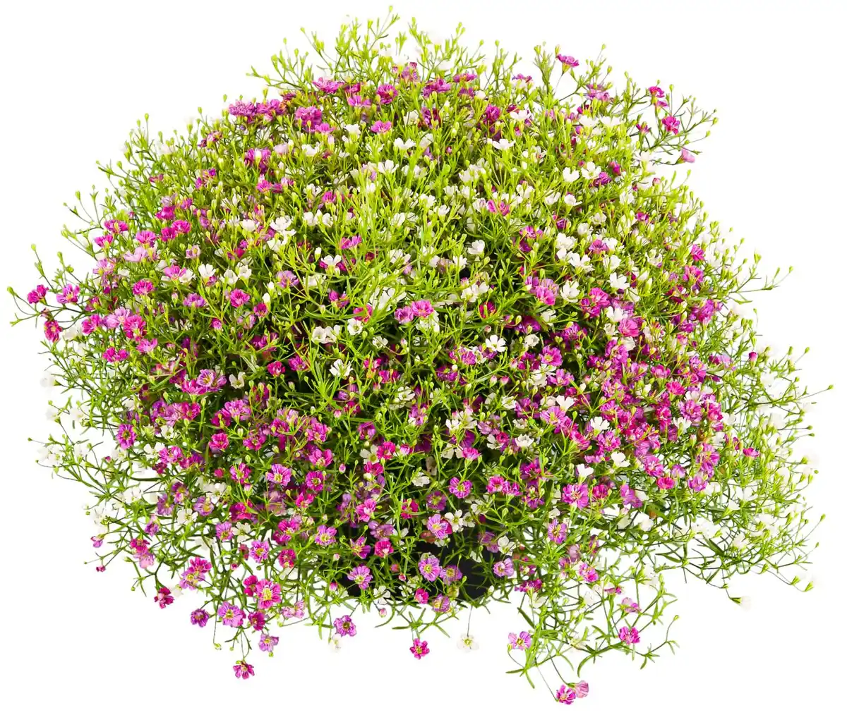 Bild 1 von Sommerstauden XL