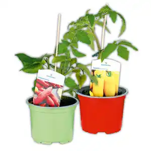 Fruchtgemüse / Tomaten