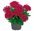 Bild 1 von Bornholmer Margerite*