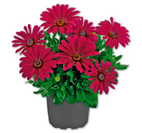 Bild 1 von Bornholmer Margerite*