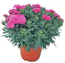 Bild 1 von Nelke Dianthus 'Peman' 13cm Topf