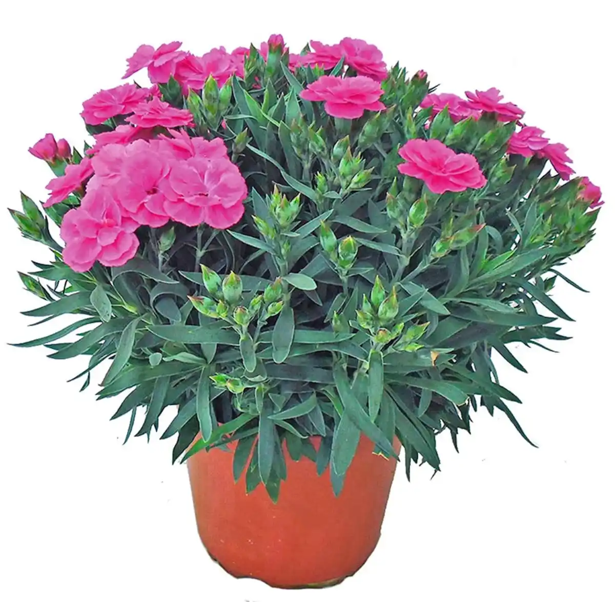 Bild 1 von Nelke Dianthus 'Peman' 13cm Topf