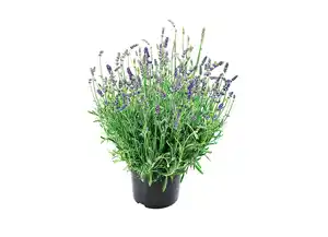 Lavendel herrlich duftend