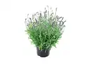 Bild 1 von Lavendel herrlich duftend
