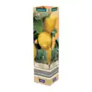 Bild 2 von GARDENLINE Mediterrane Pflanze