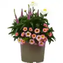 Bild 1 von Beetpflanzen Mix „Bloomatch"