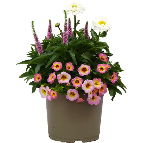 Bild 1 von Beetpflanzen Mix „Bloomatch"