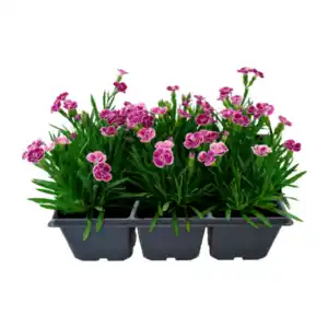 GARDENLINE Nelke „Pink Kisses“