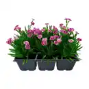 Bild 1 von GARDENLINE Nelke „Pink Kisses“