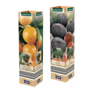 GARDENLINE Mediterrane Pflanze