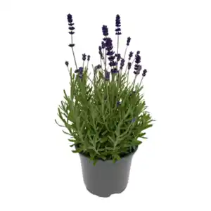 GARDENLINE Lavendel