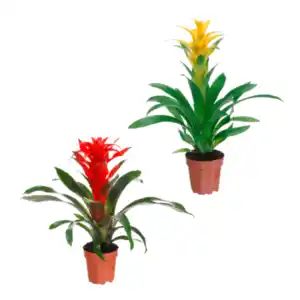 GARDENLINE Guzmanie / Vriesea