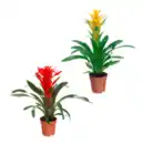 Bild 1 von GARDENLINE Guzmanie / Vriesea