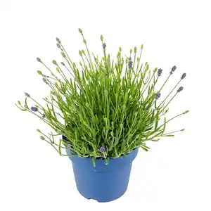 GROW by OBI Echter Lavendel Topf-Ø ca. 17 cm Lavandula Angustifolia