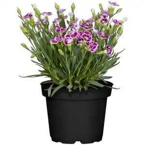toom Nelke 'Pink Kisses' verschiedene Farben 12 cm Topf
