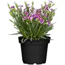 Bild 1 von toom Nelke 'Pink Kisses' verschiedene Farben 12 cm Topf