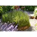 Bild 3 von GROW by OBI Echter Lavendel Topf-Ø ca. 17 cm Lavandula Angustifolia