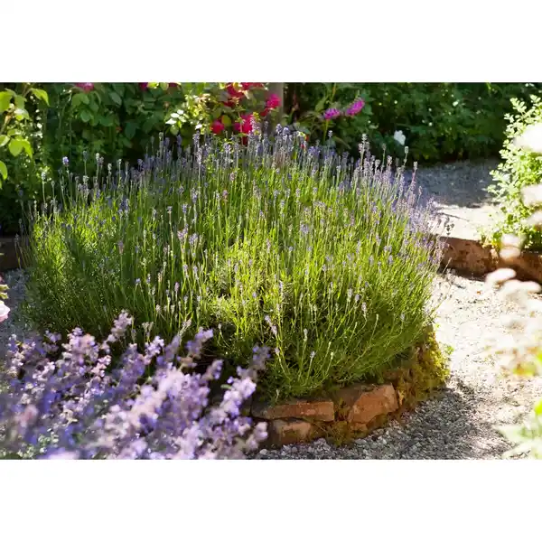 Bild 3 von GROW by OBI Echter Lavendel Topf-Ø ca. 17 cm Lavandula Angustifolia