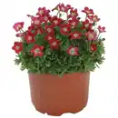 Bild 1 von toom Beetpflanze oder Staude verschiedene nützlingsfreundliche Sorten 13 cm Topf