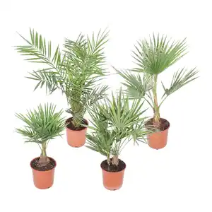 GROW by OBI Palme Sortenmix Höhe 60 - 80 cm Topf-Ø ca. 20 cm