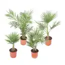 Bild 1 von GROW by OBI Palme Sortenmix Höhe 60 - 80 cm Topf-Ø ca. 20 cm