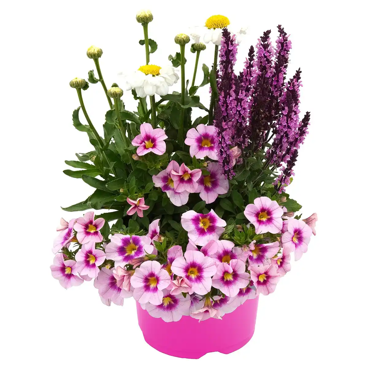 Bild 1 von GARDENLINE BlooMatch-Trio