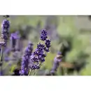 Bild 2 von GROW by OBI Echter Lavendel Topf-Ø ca. 17 cm Lavandula Angustifolia