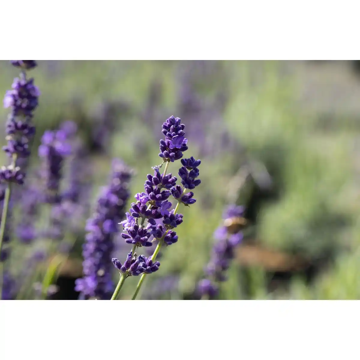 Bild 2 von GROW by OBI Echter Lavendel Topf-Ø ca. 17 cm Lavandula Angustifolia