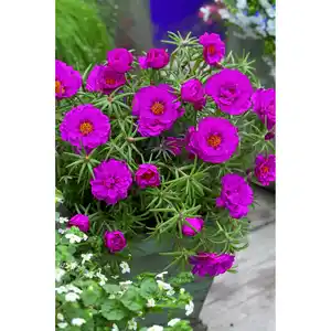 Portulakröschen, 13 cm Topf