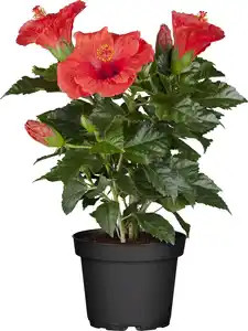 Roseneibisch Hibiscus H ca 40 cm 13 cm Topf