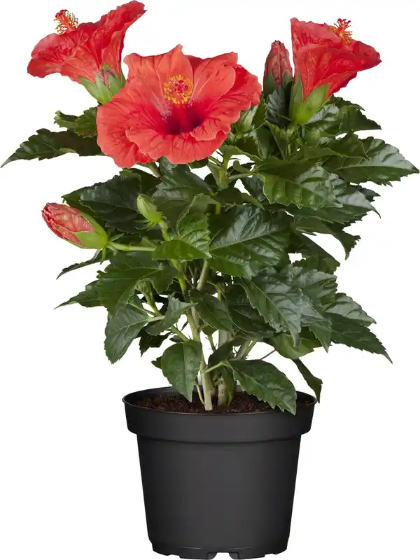 Bild 1 von Roseneibisch Hibiscus H ca 40 cm 13 cm Topf