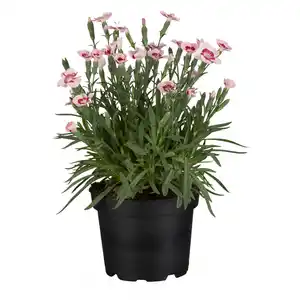 toom Nelke 'Peach Party®' rosa 12 cm Topf