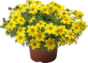 Goldmarie Bidens 13 cm Topf