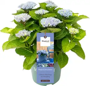 Gartenhortensie Hydrangea mac. Magical Ha ca. 30 cm 23 cm Topf