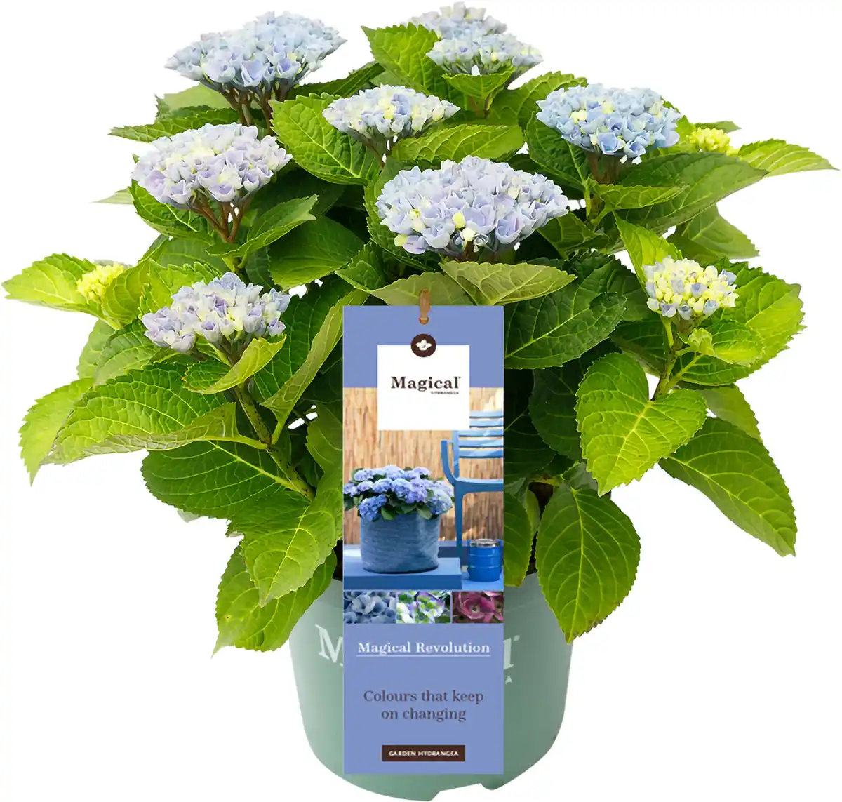 Bild 1 von Gartenhortensie Hydrangea mac. Magical Ha ca. 30 cm 23 cm Topf