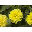 Bild 1 von toom Zinnia, 12 cm Stopf