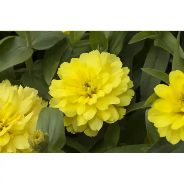 Bild 1 von toom Zinnia, 12 cm Stopf