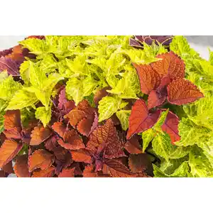 toom Buntnessel, 13 cm Topf