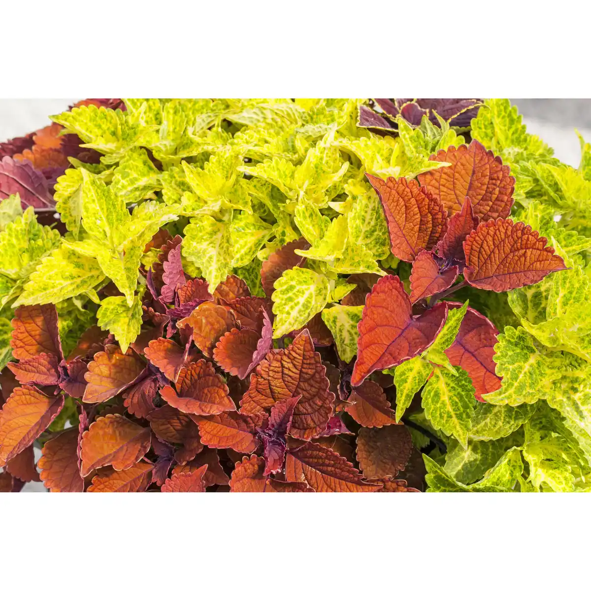 Bild 1 von toom Buntnessel, 13 cm Topf