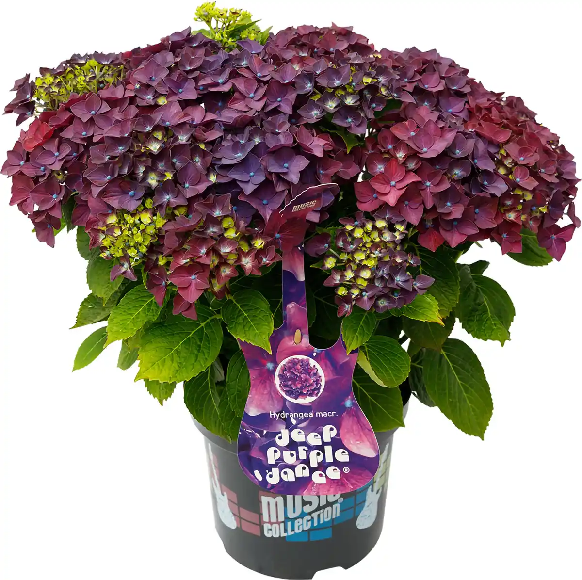 Bild 1 von Bauernhortensie Music Collection Hydrangea mac. H 30 - 40 cm 5 L Container