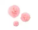 Bild 1 von Pompoms