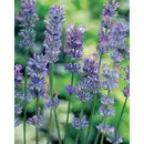Bild 1 von Lavendel