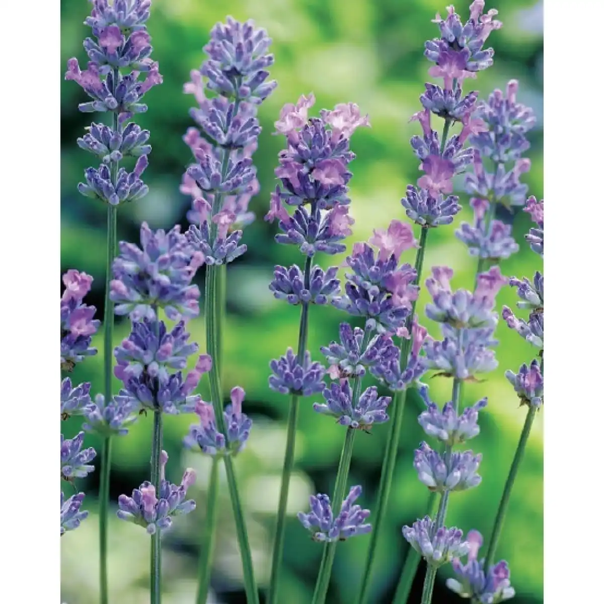 Bild 1 von Lavendel