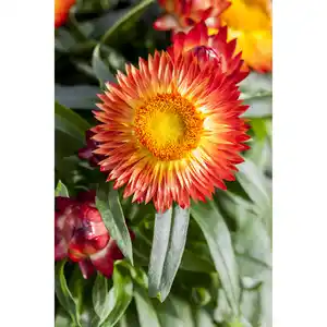 Strohblume, 12 cm Topf
