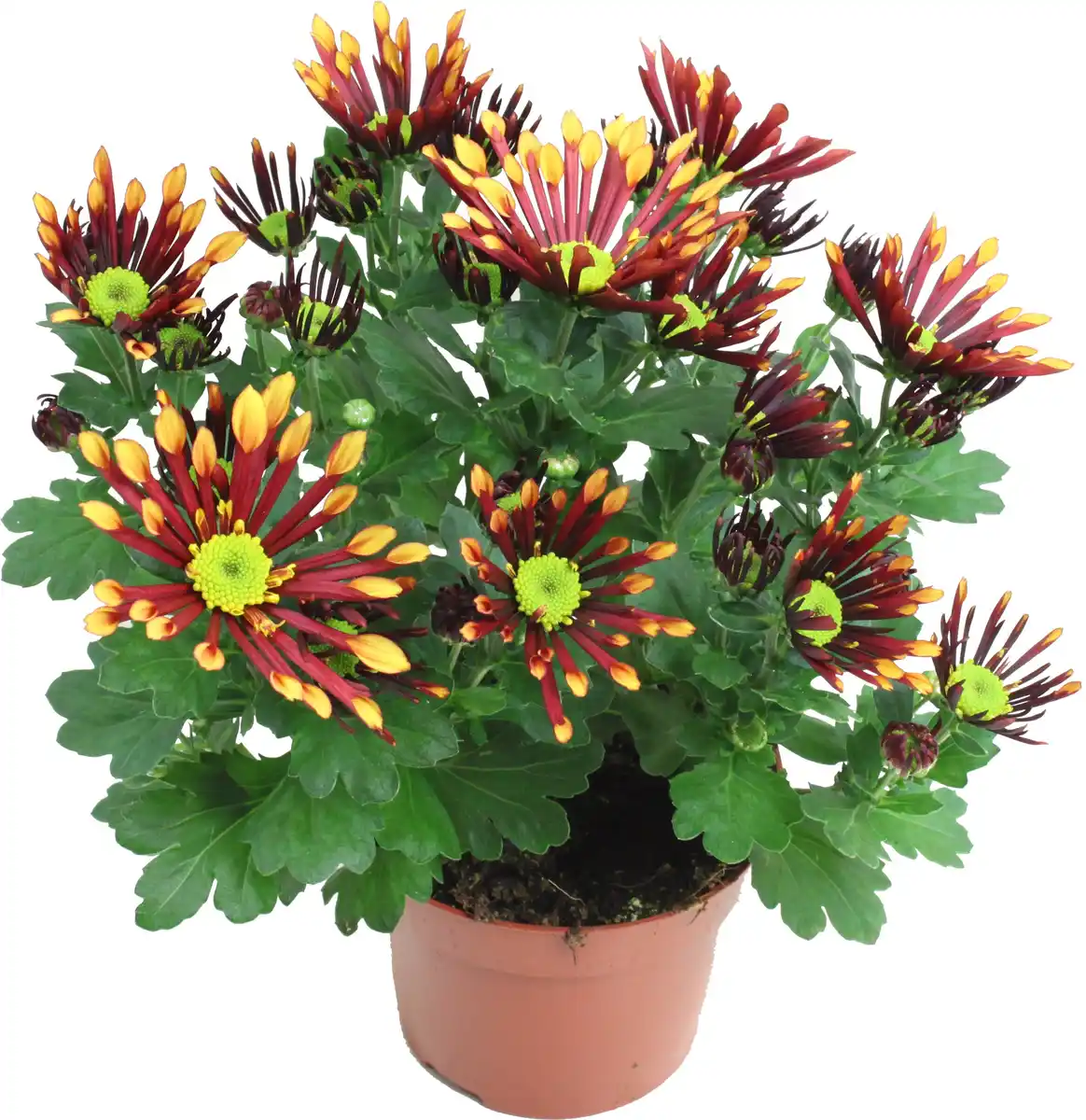 Bild 1 von Chrysanthemen H ca 20 cm 13 cm Topf