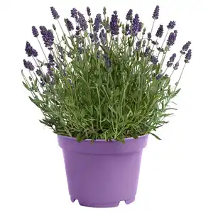 GARDENLINE Lavendel T26