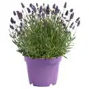 Bild 1 von GARDENLINE Lavendel T26