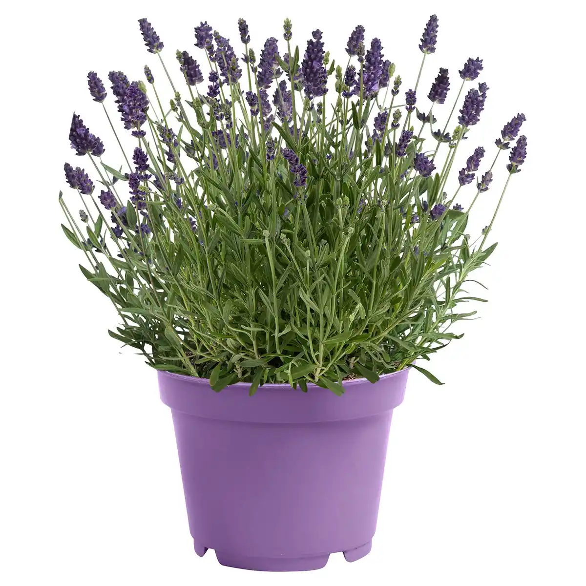 Bild 1 von GARDENLINE Lavendel T26