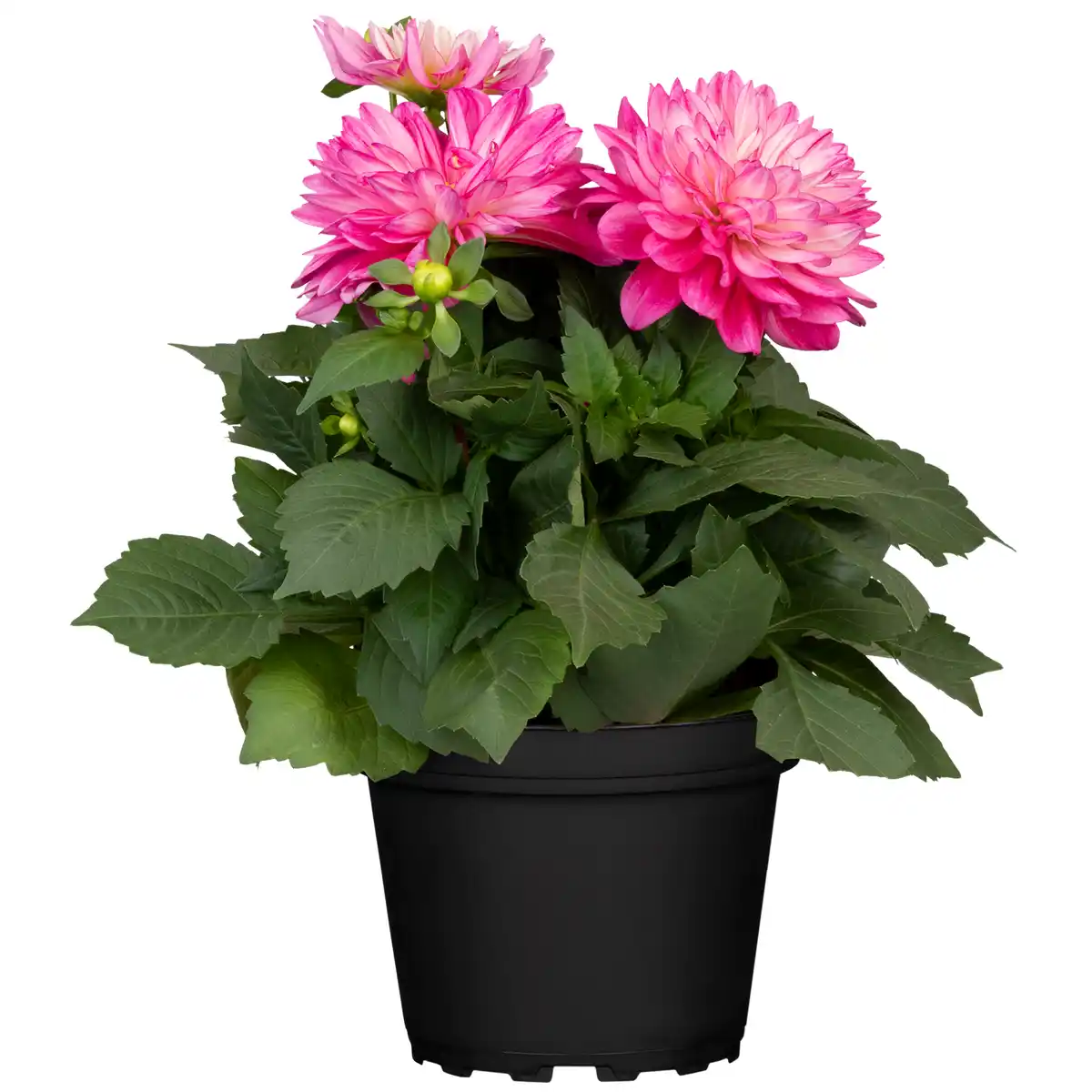 Bild 1 von toom Dahlie verschiedene Farben 19 cm Topf