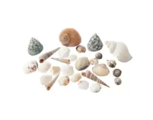 Muscheln